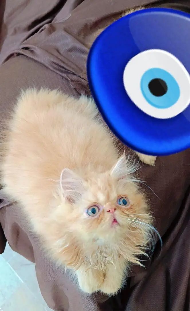 peki/peke kitten  for sale sell from cfa bloodline — photo 3