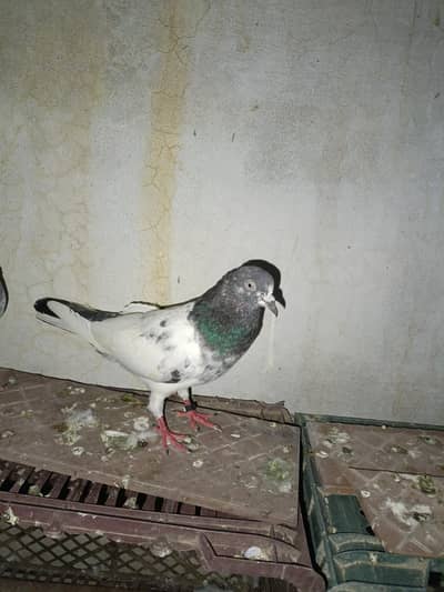 Teddy Breeder Male