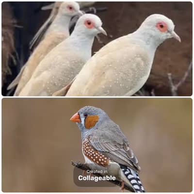 Zebra finches and Diamond doves