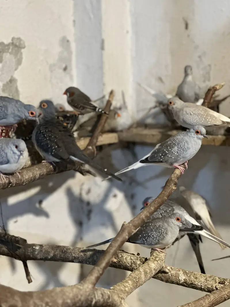 Zebra finches and Diamond doves — photo 2