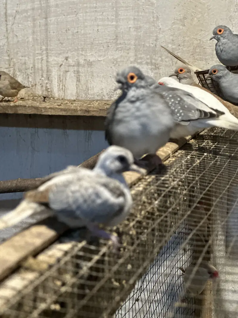 Zebra finches and Diamond doves — photo 3