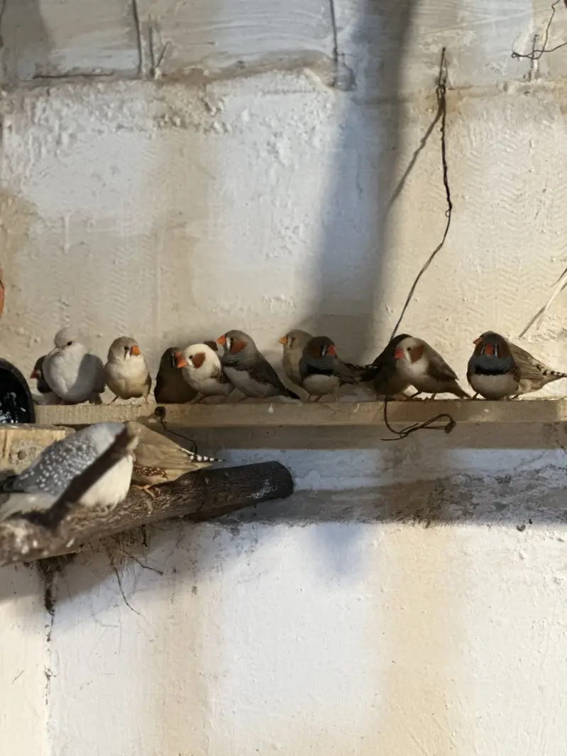 Zebra finches and Diamond doves — photo 4