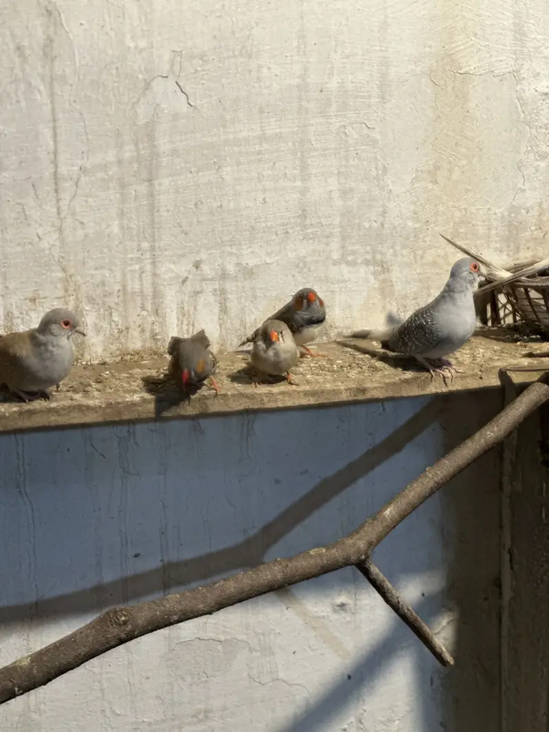 Zebra finches and Diamond doves — photo 5