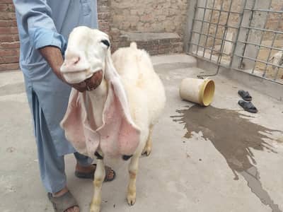 pure kaji sheep