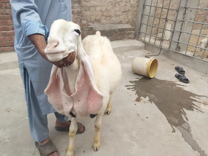 Kajli sheep | chatri | Gaban chatri | sheep | bakri | kalji bloodline