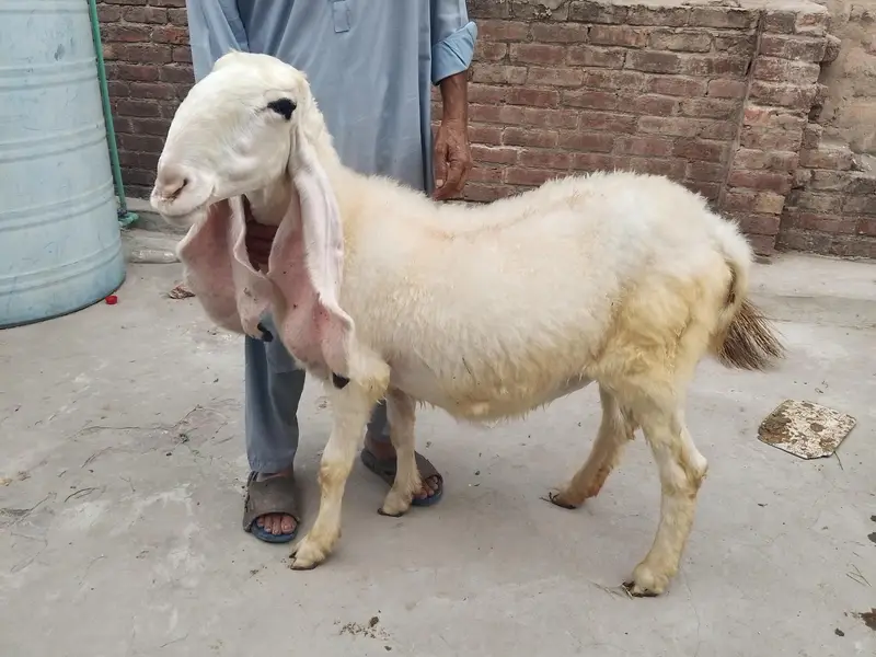 Kajli sheep | chatri | Gaban chatri | sheep | bakri | kalji bloodline — photo 2
