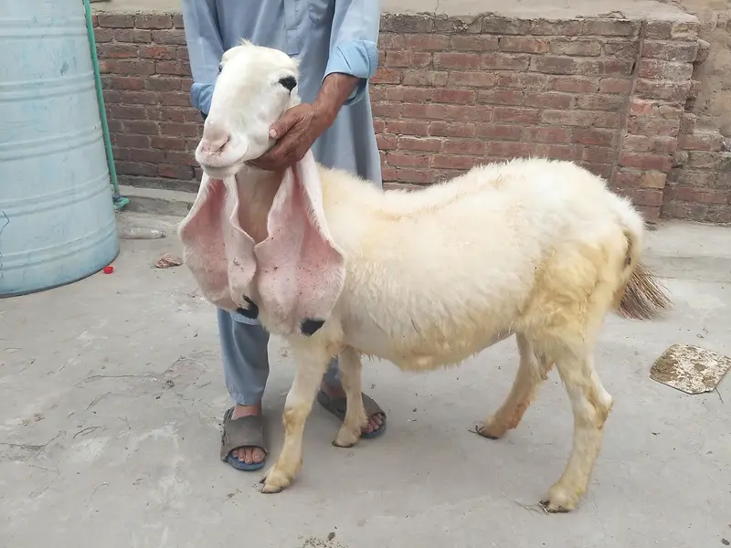 Kajli sheep | chatri | Gaban chatri | sheep | bakri | kalji bloodline — photo 3