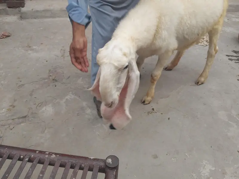 Kajli sheep | chatri | Gaban chatri | sheep | bakri | kalji bloodline — photo 4