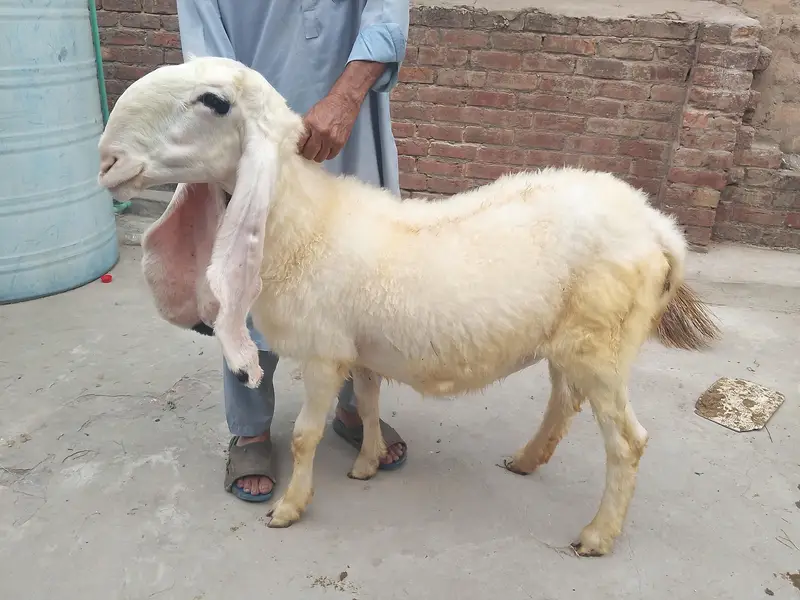 Kajli sheep | chatri | Gaban chatri | sheep | bakri | kalji bloodline — photo 5