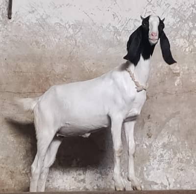 one male female pair for sale