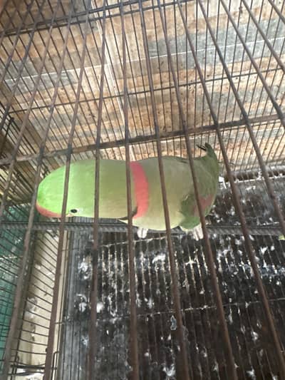Raw parrot