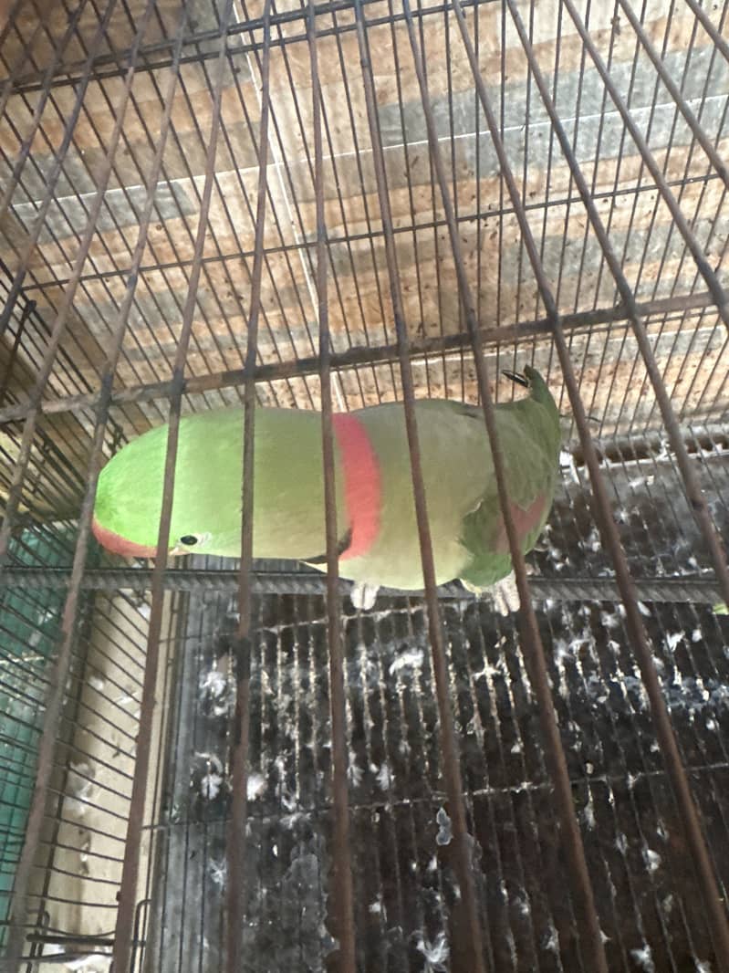 Raw parrot 0