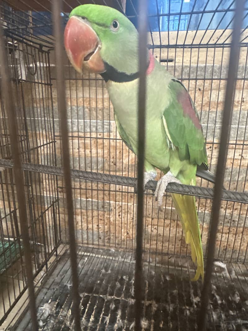 Raw parrot 1