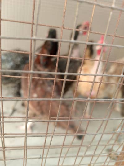 7 egg laying hens Desi and misri