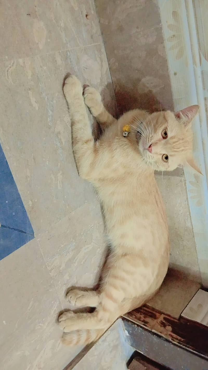 cat persion 0