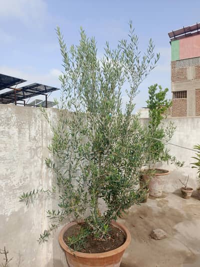 Black Olive plant 4 years old
