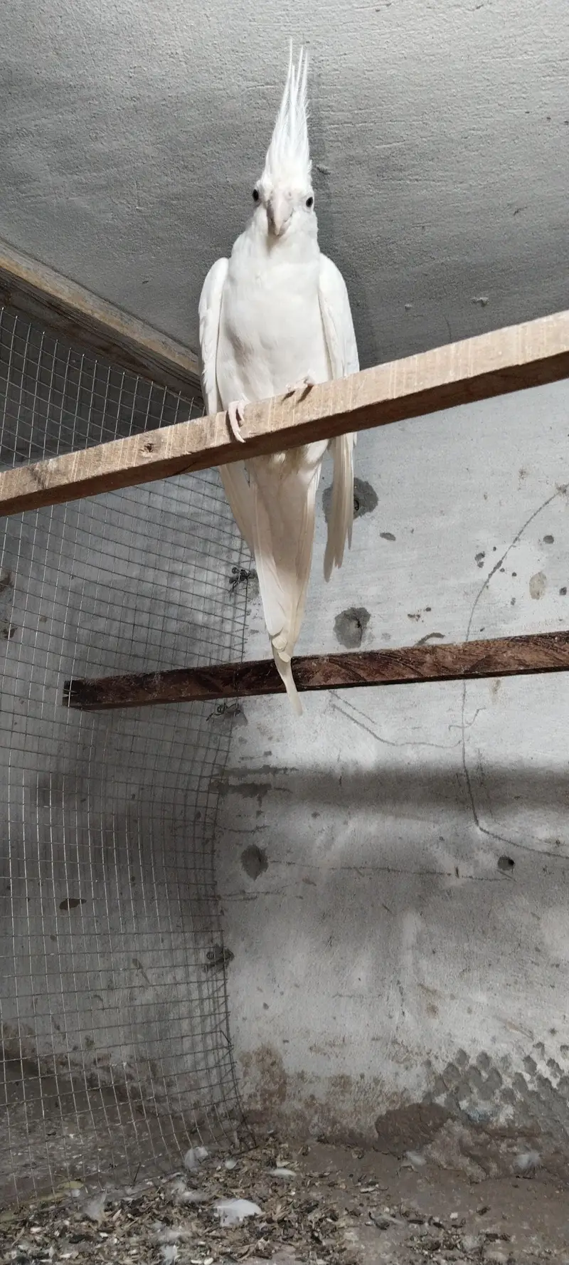 Eno red eyes breeder pair — photo 3