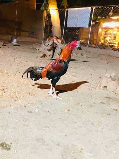 Aseel Mianwali