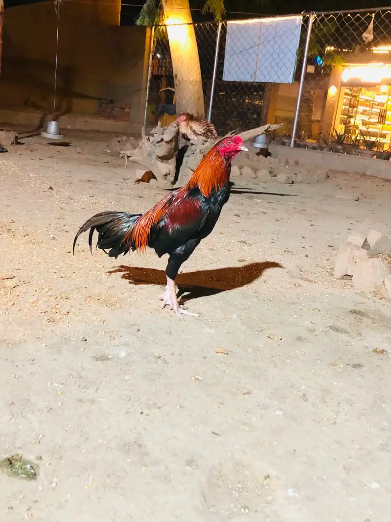 Aseel Mianwali — photo 4