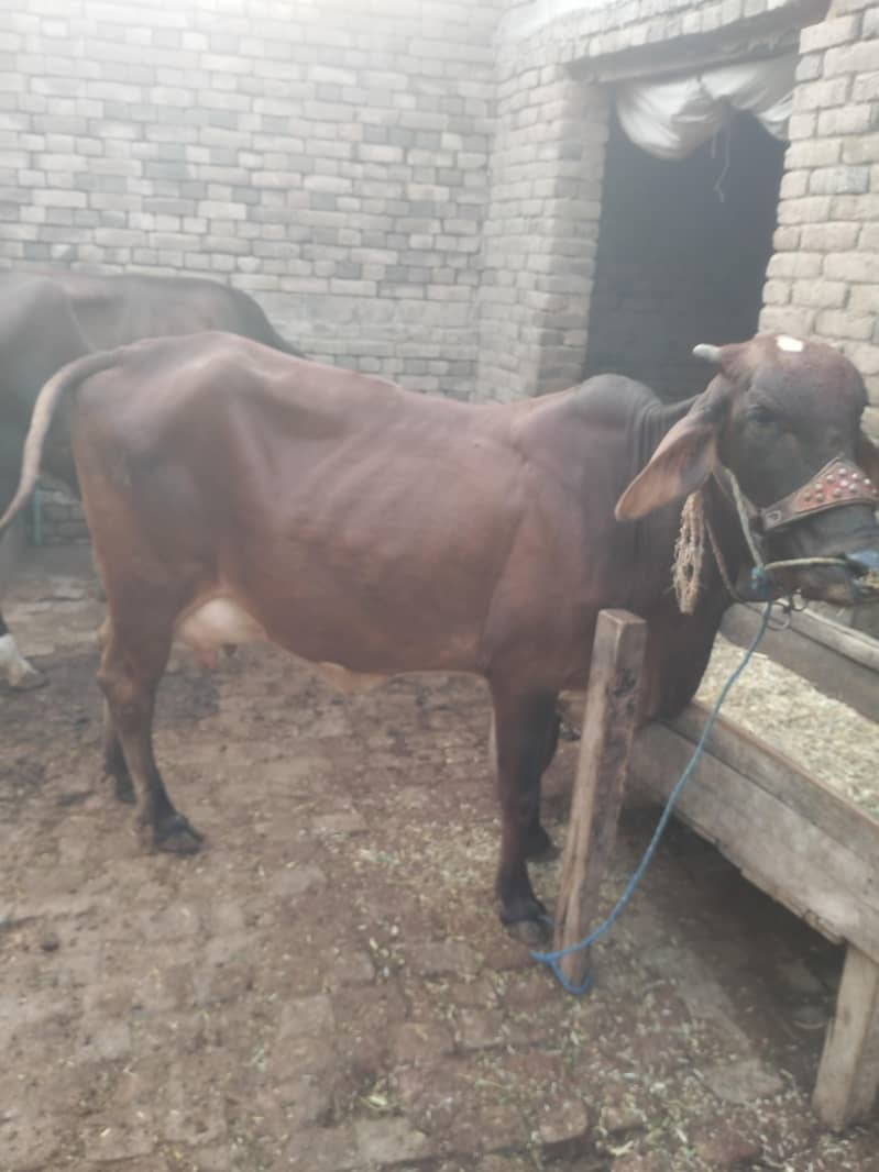 Sahiwal 0
