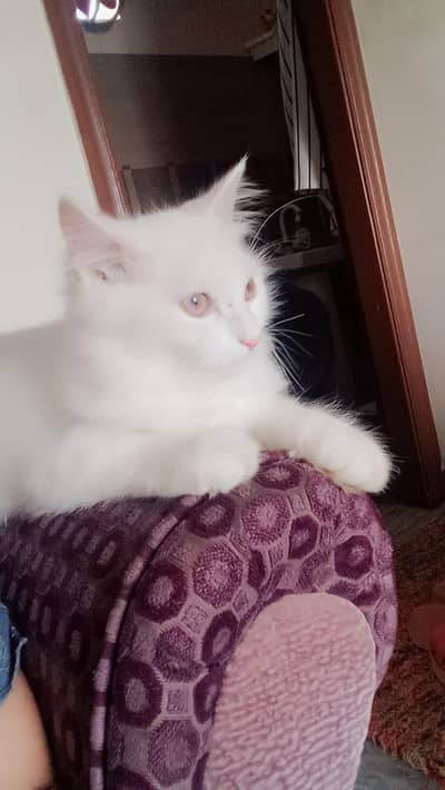 Pure Persian CATS .