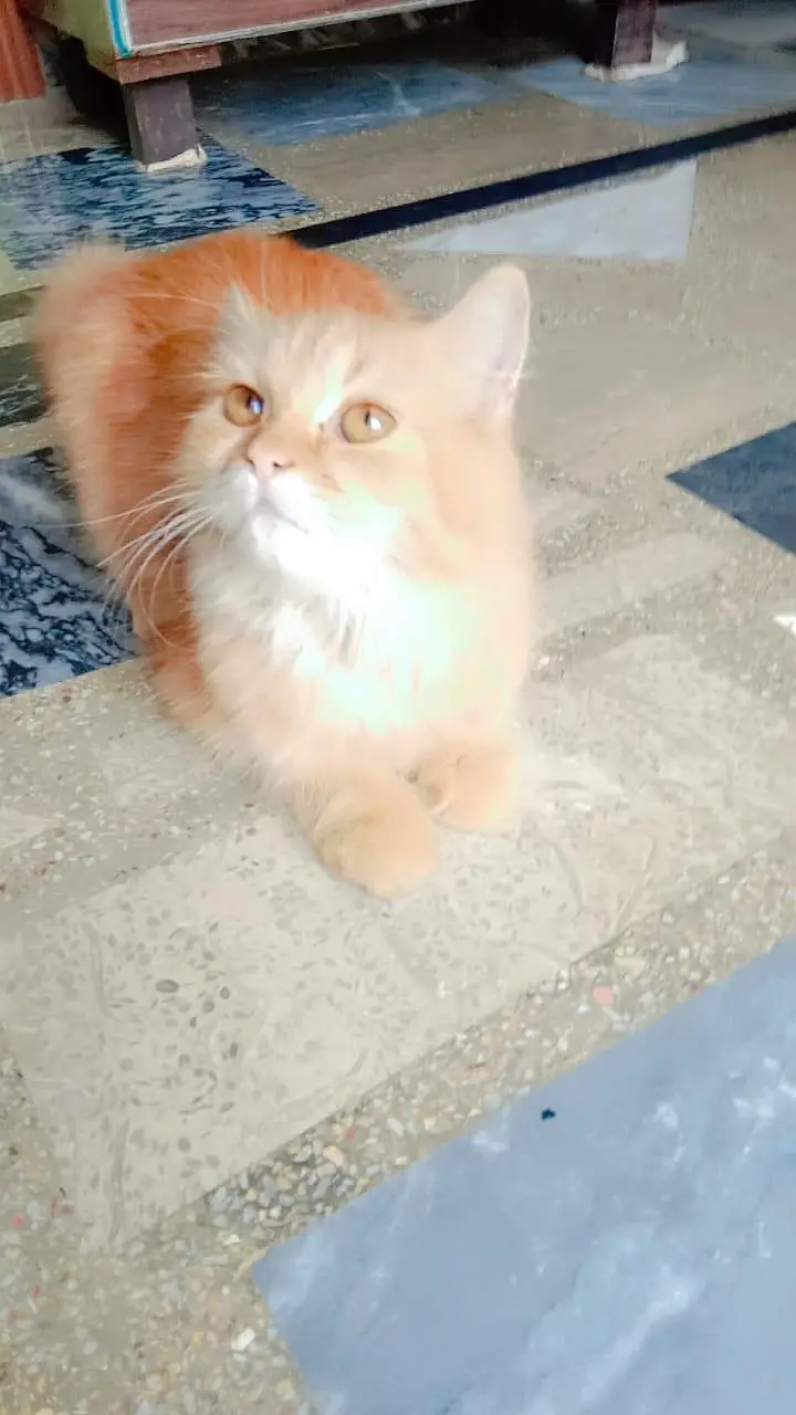 Pure Persian CATS . — photo 3