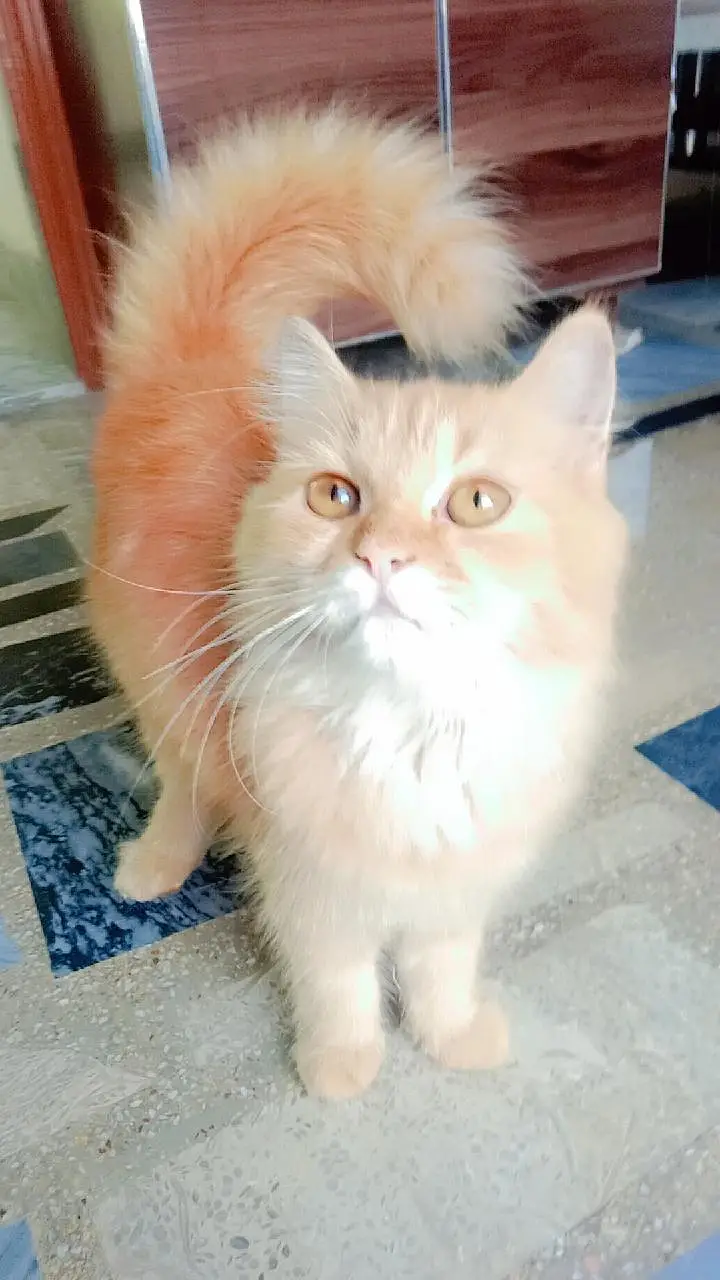 Pure Persian CATS . — photo 4