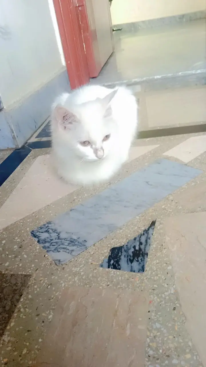 Pure Persian CATS . — photo 5