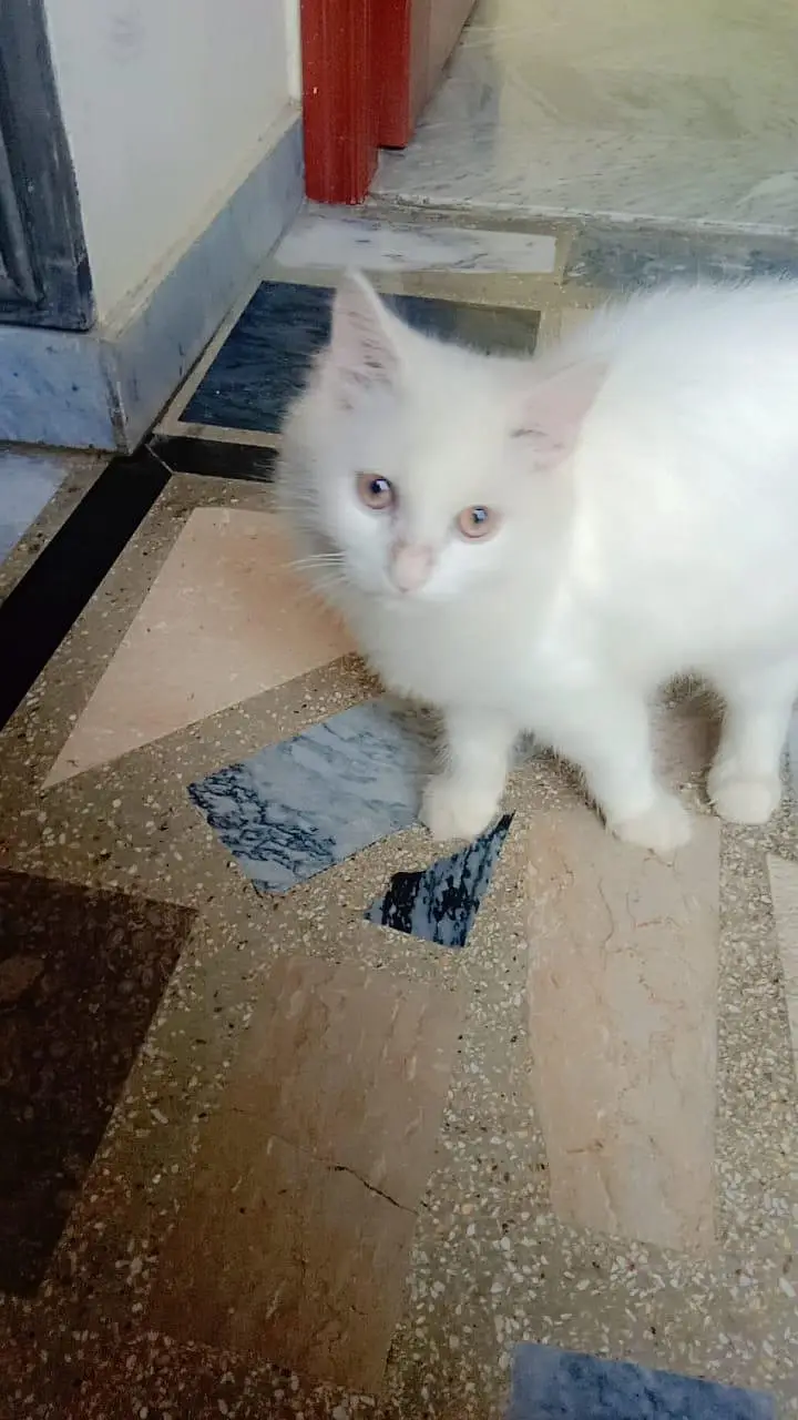 Pure Persian CATS . — photo 6