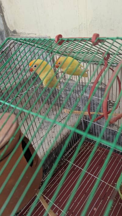 love bird two males available