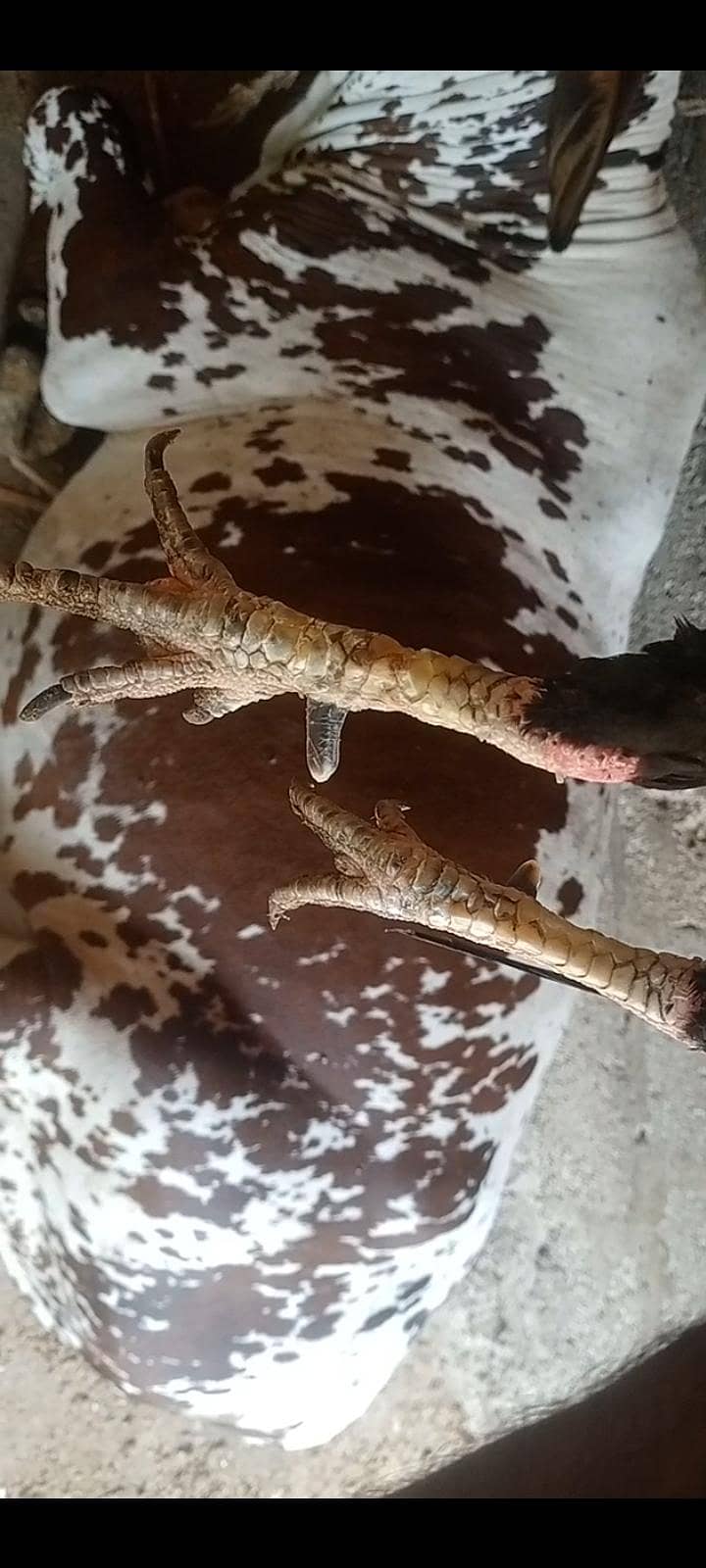 اصیل مرغا 3