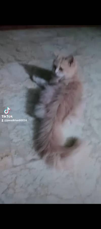 Persian cats