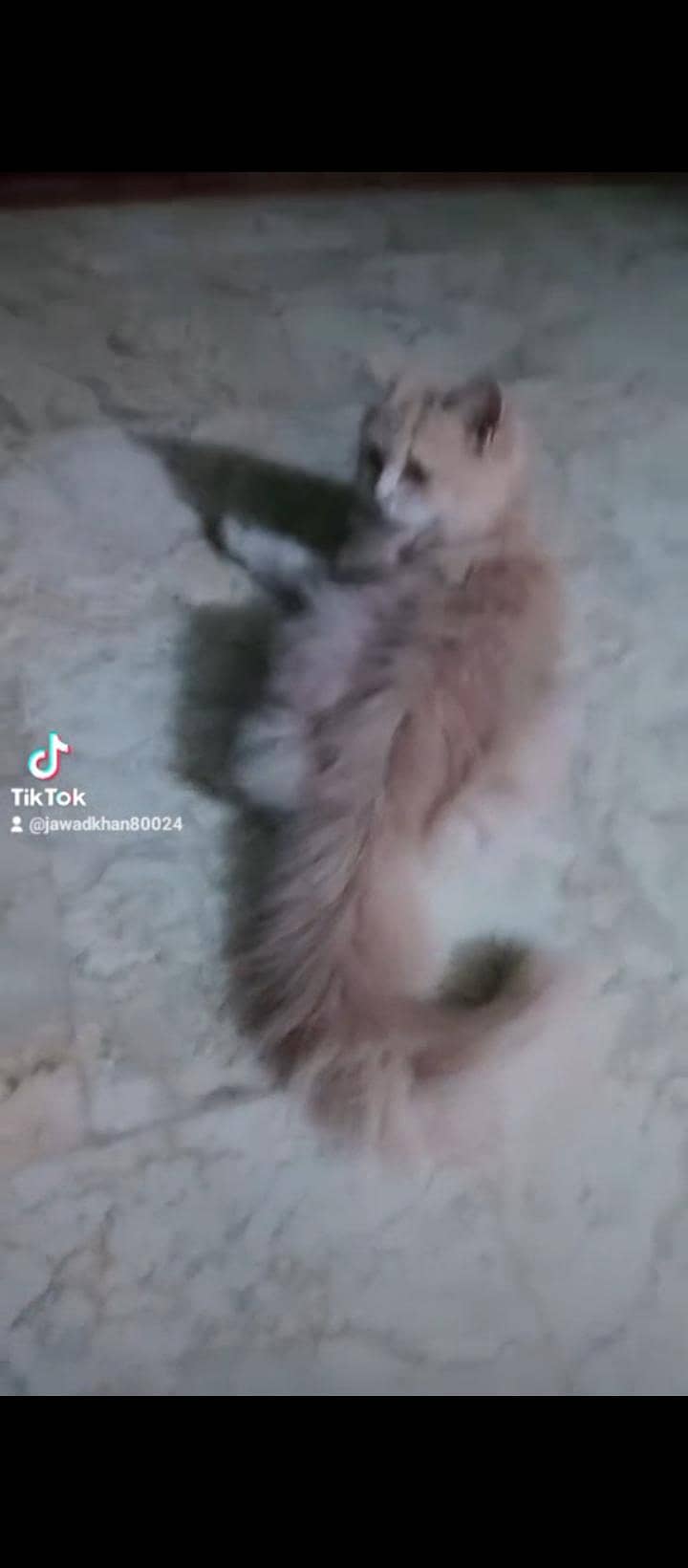 Persian cats 0