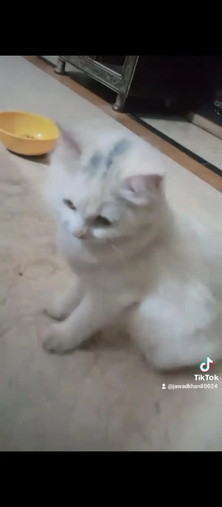 Persian cats — photo 2