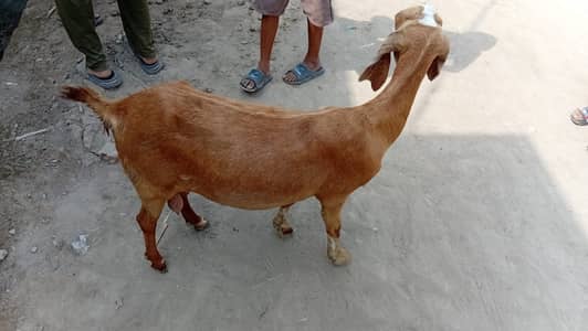 Beautiful Goat for sale second timer