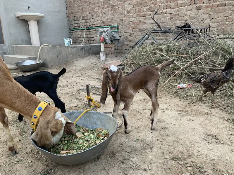 Beautiful Goat for sale second timer — photo 2