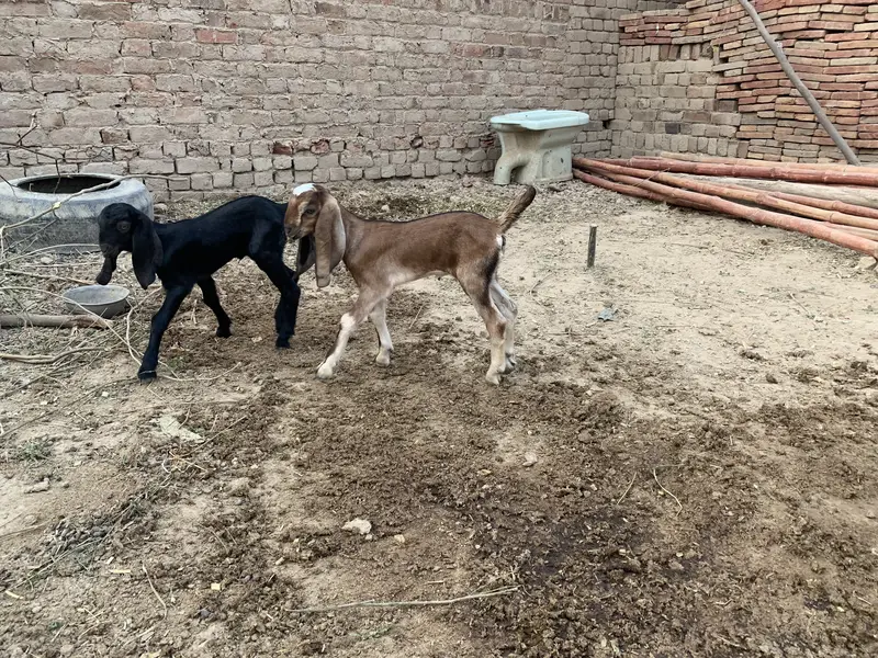 Beautiful Goat for sale second timer — photo 3