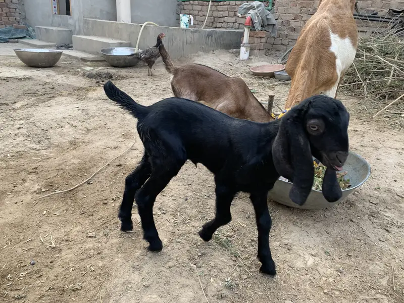Beautiful Goat for sale second timer — photo 4