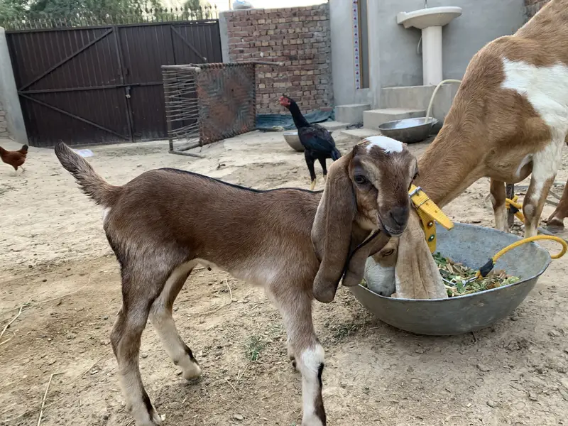 Beautiful Goat for sale second timer — photo 5