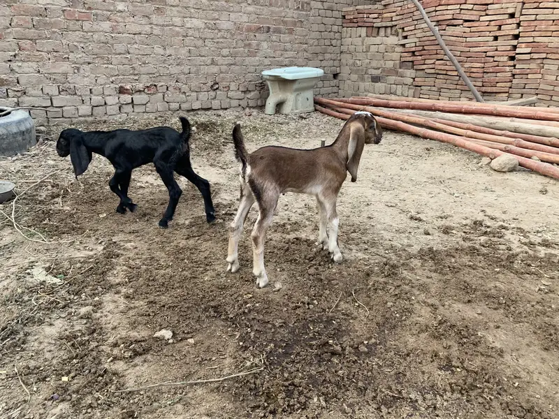 Beautiful Goat for sale second timer — photo 6