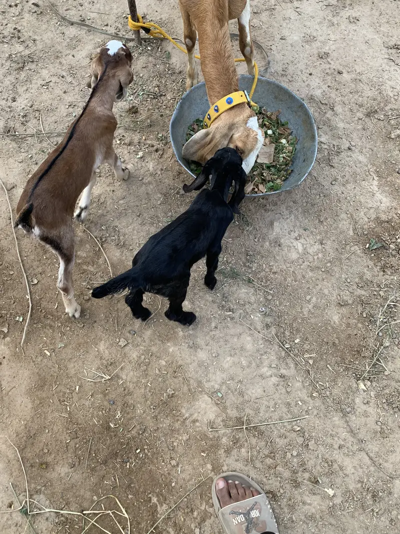 Beautiful Goat for sale second timer — photo 7