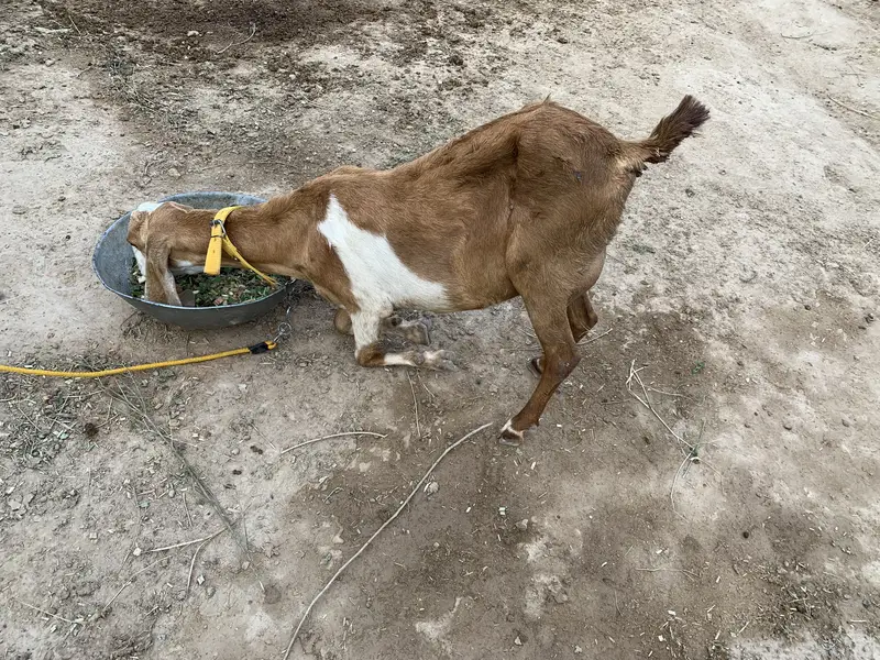 Beautiful Goat for sale second timer — photo 8