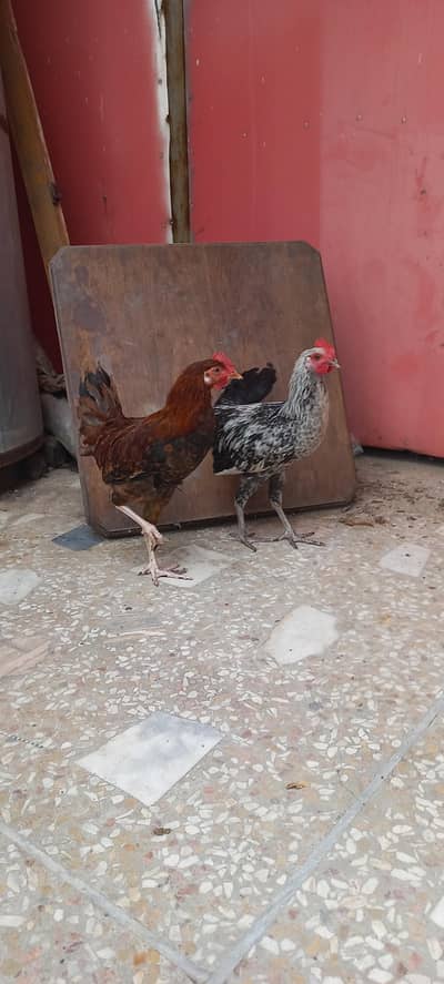 Desi murgy for Sale