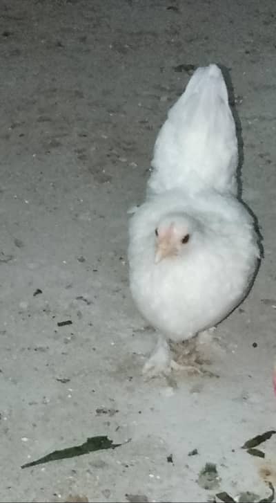 Fancy Hen