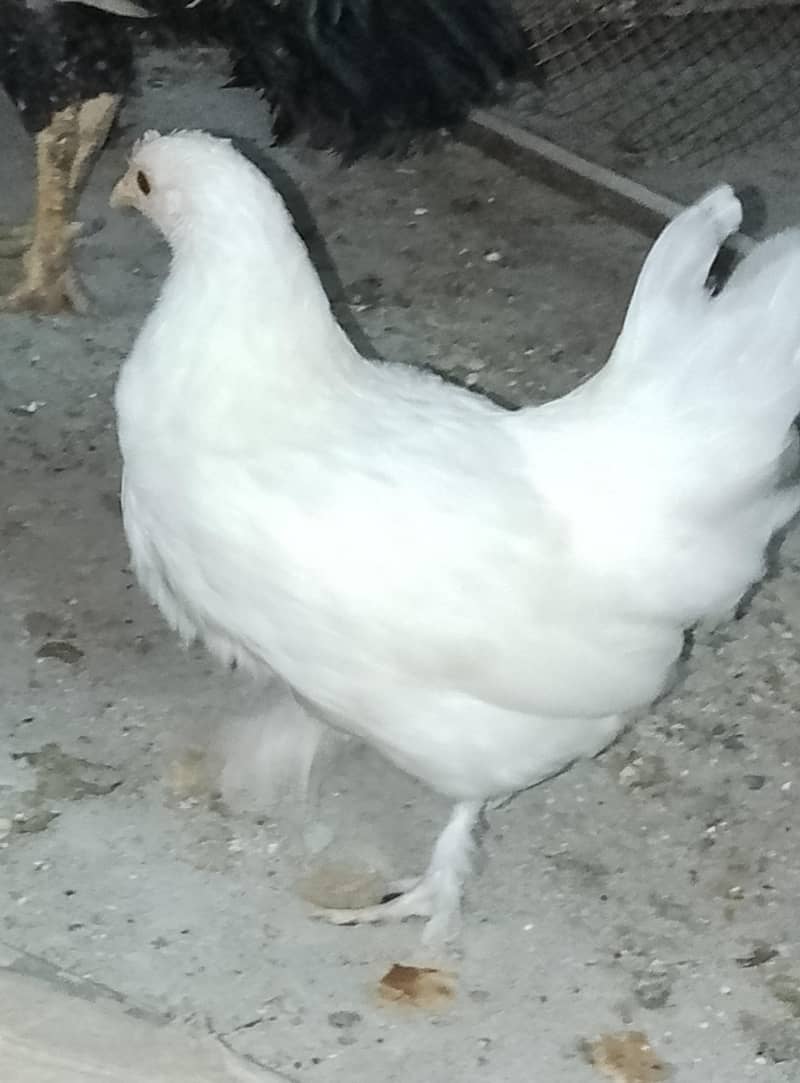 Fancy Hen 1