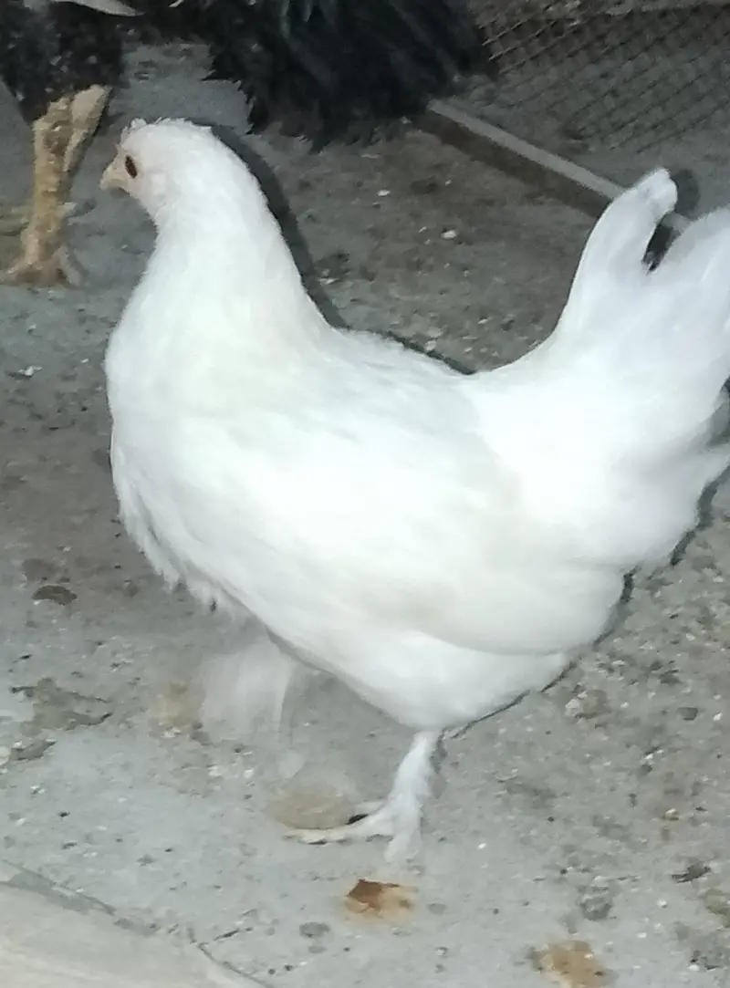Fancy Hen — photo 2