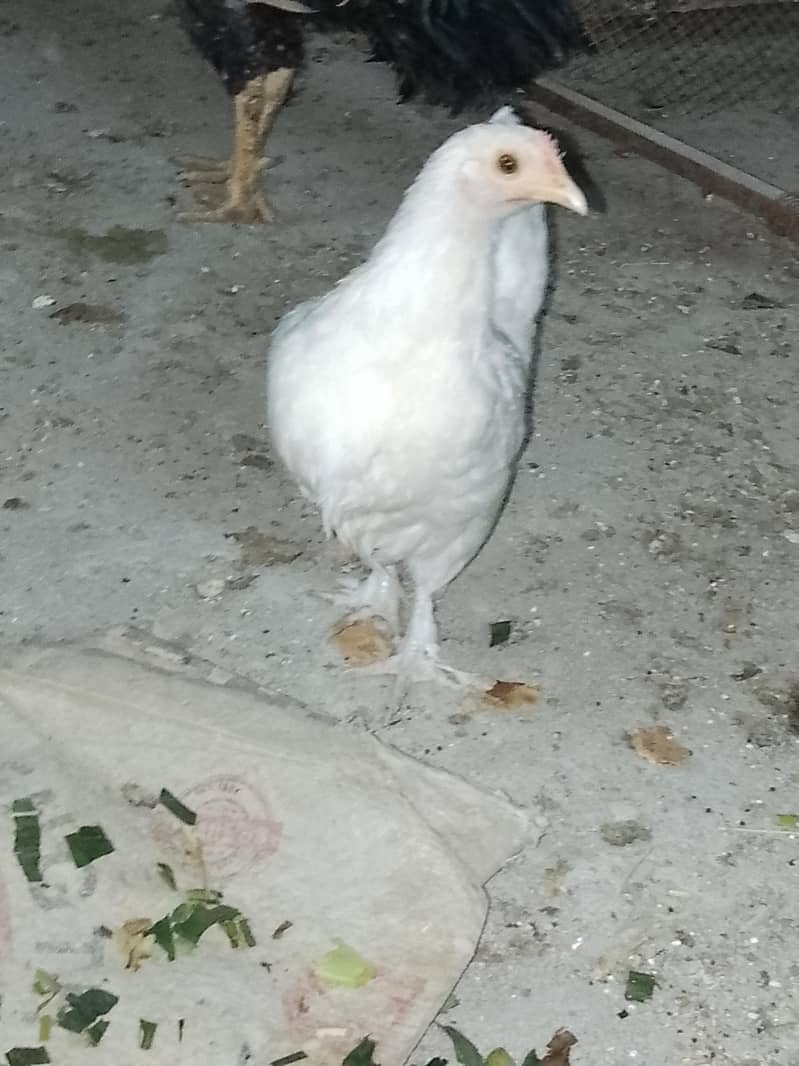 Fancy Hen 2
