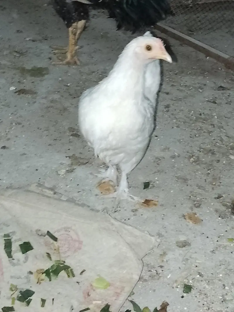 Fancy Hen — photo 3