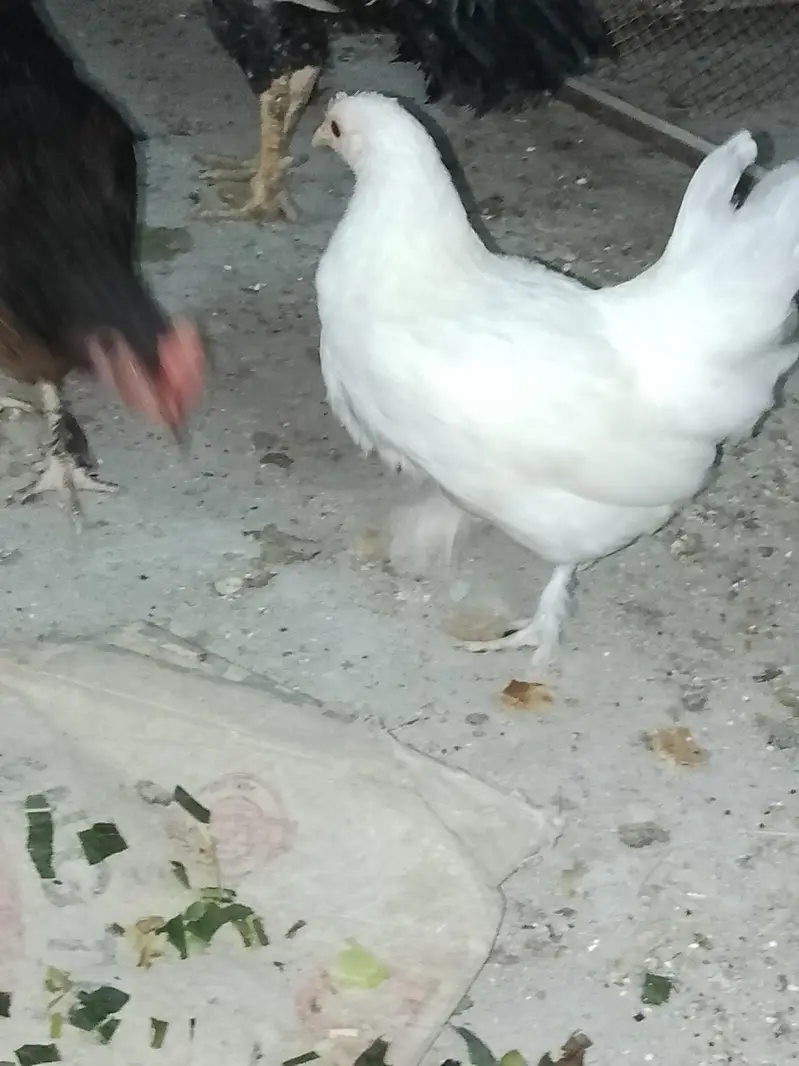 Fancy Hen — photo 4