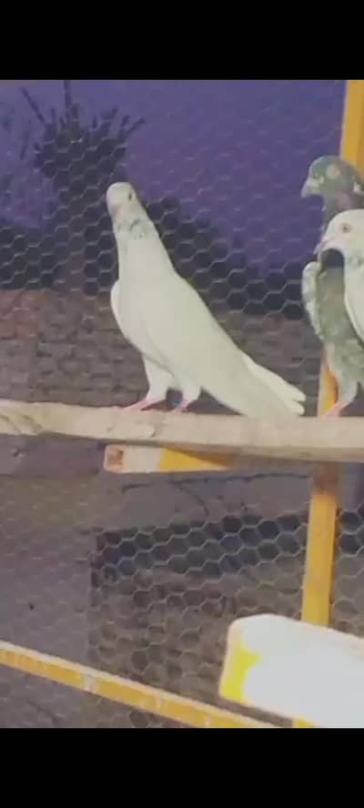 Teddy X Pateera Cross High Flyer Pigeons For Sale - Cheena Chapra